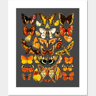 Vintage Butterflies Butterfly Collection Lepidopterology Posters and Art